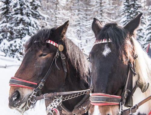 Pferdeschlittenfahrt im Winterurlaub am Katschberg